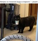 Прикрепленное изображение: Котик и стакан воды.jpg