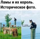 Прикрепленное изображение: Котик и ламы.jpg