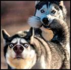 Прикрепленное изображение: два хаски.jpg