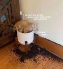 Прикрепленное изображение: Только один цветочек.jpg