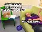 Прикрепленное изображение: Кот- психоаналитик.jpg