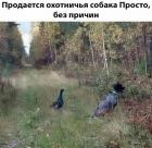 Прикрепленное изображение: Продается охотничья собака.jpg