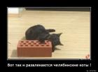Прикрепленное изображение: Челябинские коты.jpg