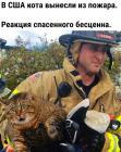 Прикрепленное изображение: Кота вынесли из пожара.jpg