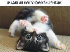 Прикрепленное изображение: Жизнь котенка прекрасна.jpg