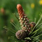 Прикрепленное изображение: 26f487ca695f6d46c08b90f4259a845f.jpg