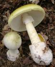 Прикрепленное изображение: 2005-09_Amanita_phalloides_crop.jpg