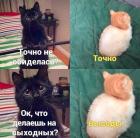 Прикрепленное изображение: Кошечка точно не обиделась.jpg