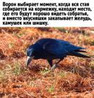 Прикрепленное изображение: Ворон 2.jpg