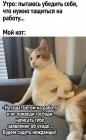 Прикрепленное изображение: Кот убеждает идти на работу.jpg