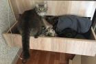 Прикрепленное изображение: котик лезет в комод.jpg