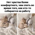 Прикрепленное изображение: Утренний сон.jpg