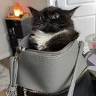 Прикрепленное изображение: Котик в сумке.jpg