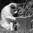 Прикрепленное изображение: uoijPMlewB4.jpg