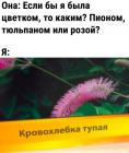 Прикрепленное изображение: Кровохлебка тупая.jpg