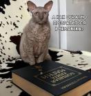 Прикрепленное изображение: Как превратиться в человека.jpg