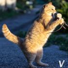 Прикрепленное изображение: котзила.jpg