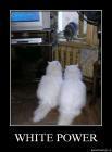 Прикрепленное изображение: white_power_uhn1g2fyg72l.jpg