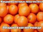 Прикрепленное изображение: Мандарины легко чистятся 0QxMuRs64PE.jpg