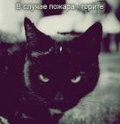 Прикрепленное изображение: image.jpeg