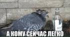 Прикрепленное изображение: А кому сейчас легко.jpg