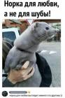 Прикрепленное изображение: Норка для любви.jpg