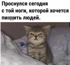 Прикрепленное изображение: Котик проснулся.jpg