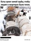 Прикрепленное изображение: Коты греют зимой трубы.jpg