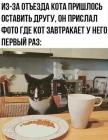Прикрепленное изображение: Кот завтракает.jpg