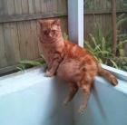 Прикрепленное изображение: Кошка пытается быть секси.jpg