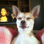 Прикрепленное изображение: Пес довольный.jpg