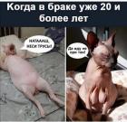 Прикрепленное изображение: Котики в браке 20 лет.jpg