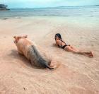 Прикрепленное изображение: Фото_прикол_про_свиней_и_пляж.jpg