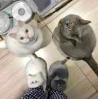 Прикрепленное изображение: Котики и тапки.jpg