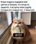 Прикрепленное изображение: Кот сожрал цветок.jpg