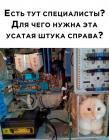 Прикрепленное изображение: Усатая штука.jpg