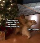 Прикрепленное изображение: Котики наряжают елку.jpg