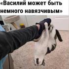 Прикрепленное изображение: Василий навязчивый.jpg